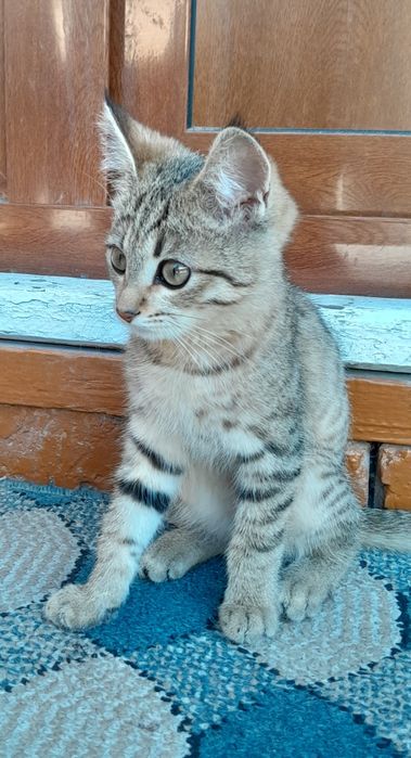 Tezda arzonga sotip yuboramiz