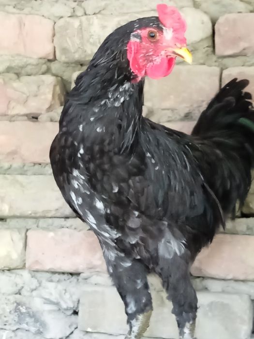 Петухи кара шахзода брама