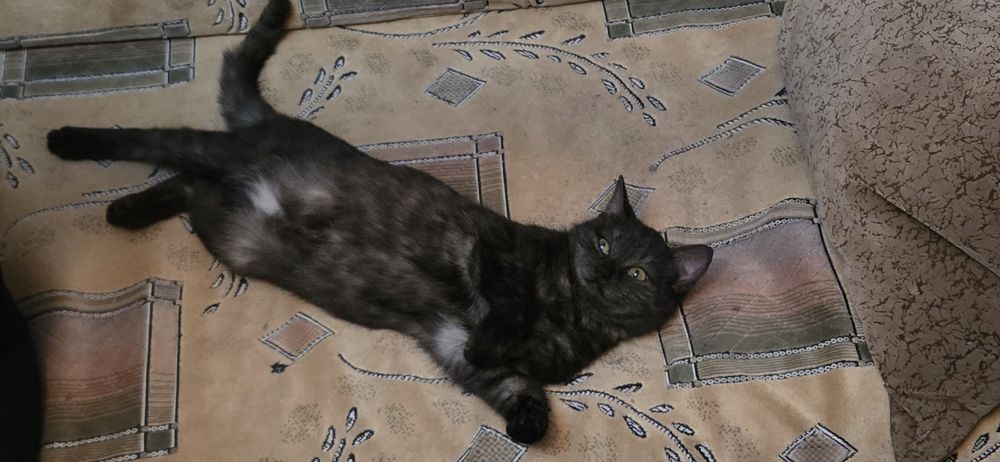 Отдам в добрые руки