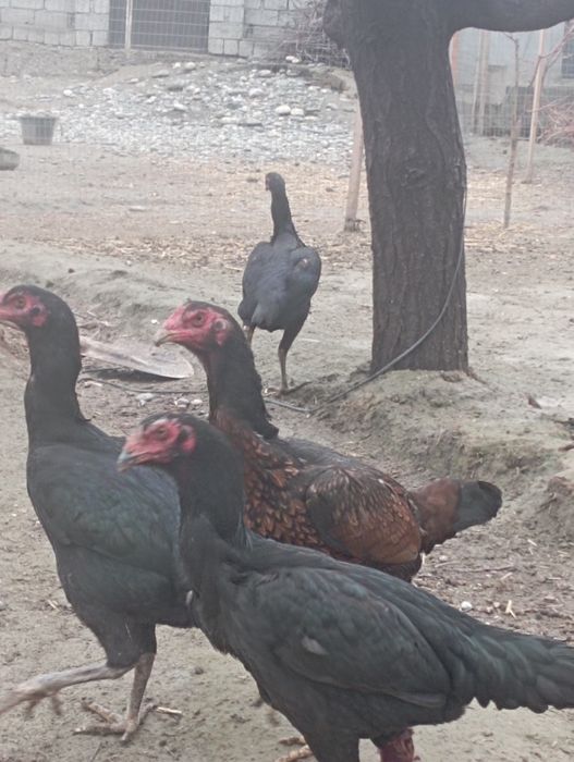 Dakan Tovuq Sotiladi