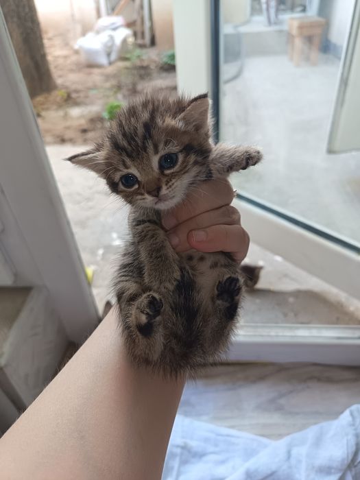Котята бесплатно
