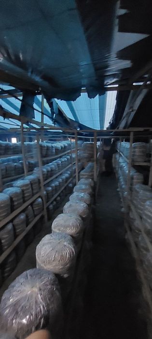 Вешинки   Грибы. Семена КА  17  штп