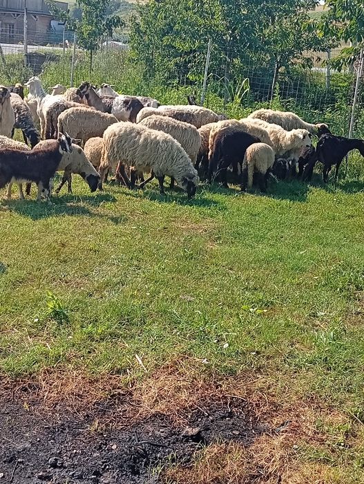 Disponibile oi cu miei ,Capre cu iezi!