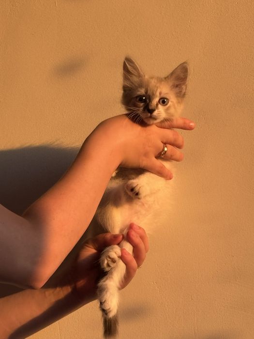 Отдам котят 1,5 месяца