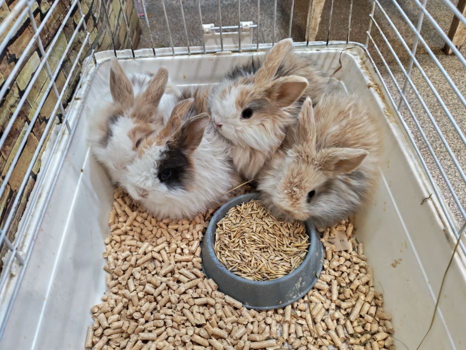 Кролик декоративный