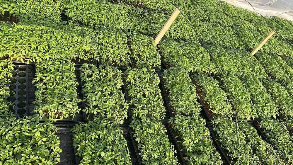 Rasaduri legume calitate superioara