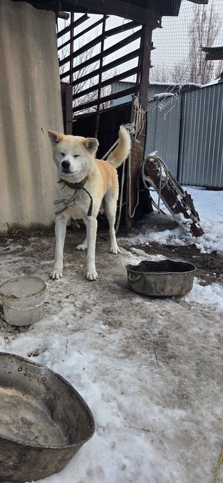 Акита ину чистокровный