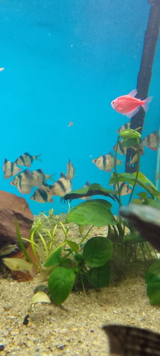 Барбус суматранский