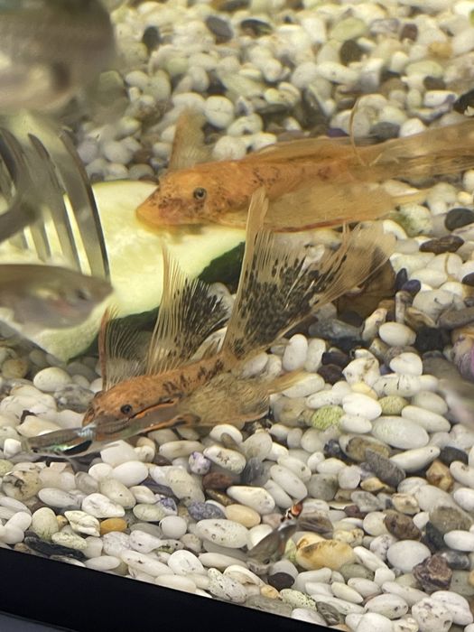 Сомки три колор lda-016