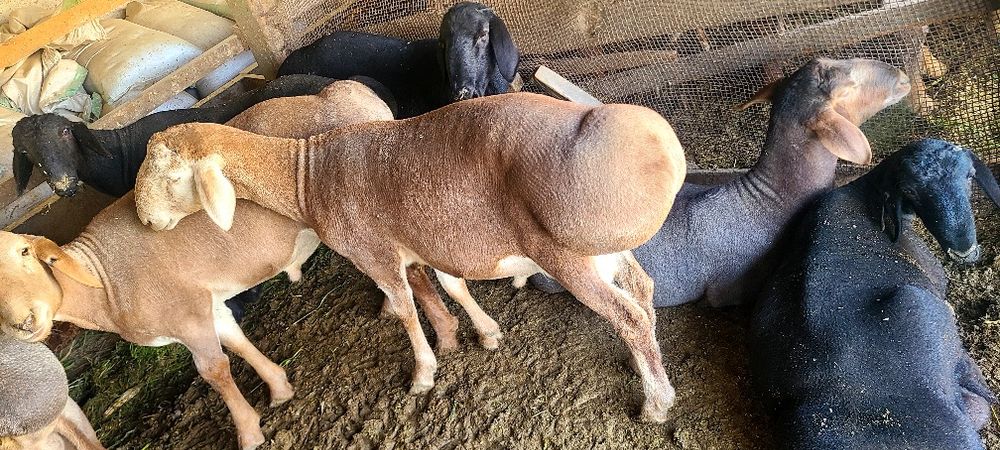 Halol boqilgan qoylar bor. Qo'chqorlar.