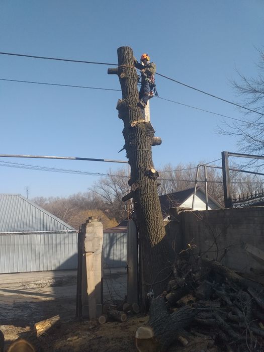 Расчистка участка , валка, спил