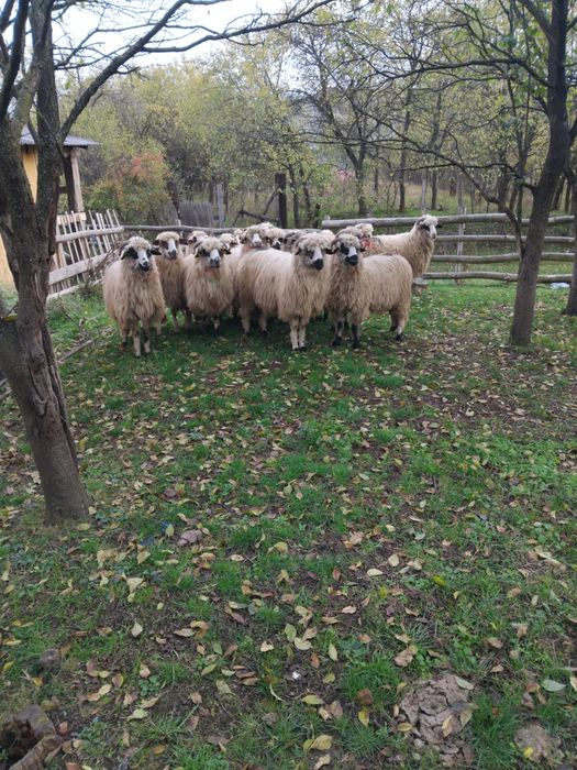Vând 15 Mioare frumoase. Romos • OLX.ro