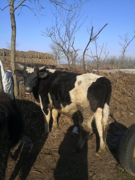 Vând vitei detali la telefon