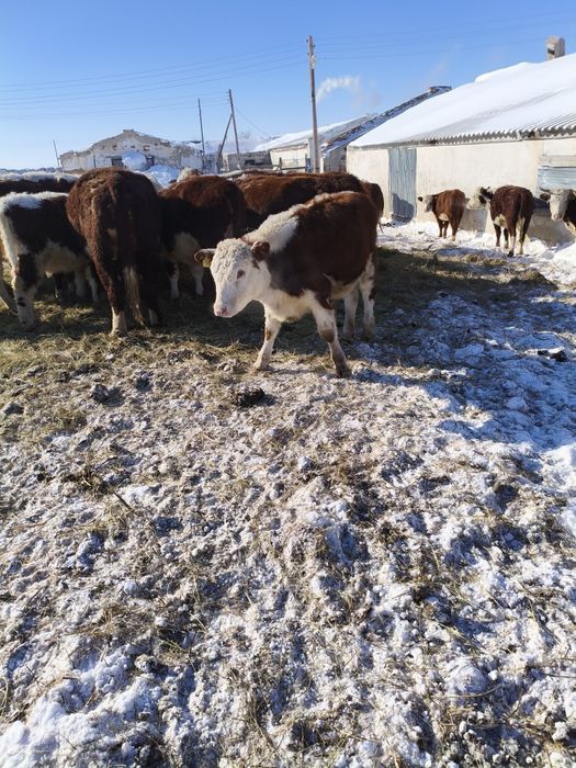 Телки герефорд 25 года