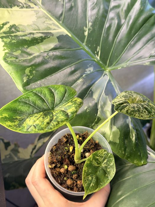 Алоказии клубни и детки