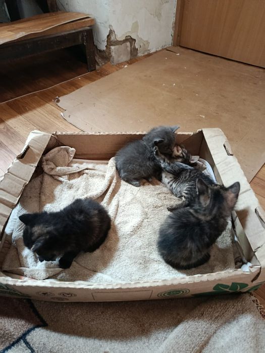 Котяты бесплатно домашние