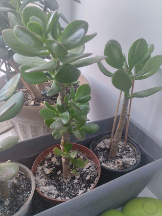 Комнатные цветы ( денежное дерево)