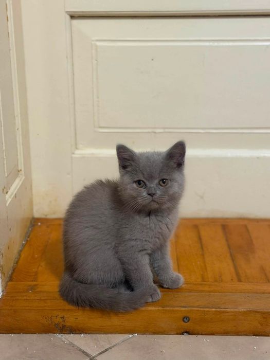 British Shorthair blue