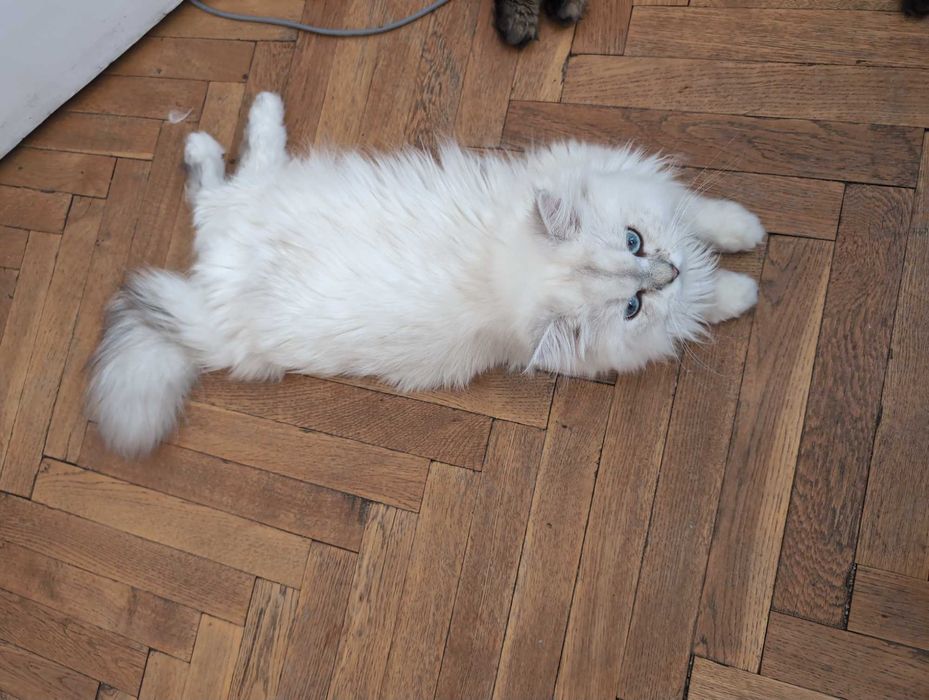 Мъжки котарак за Разплод