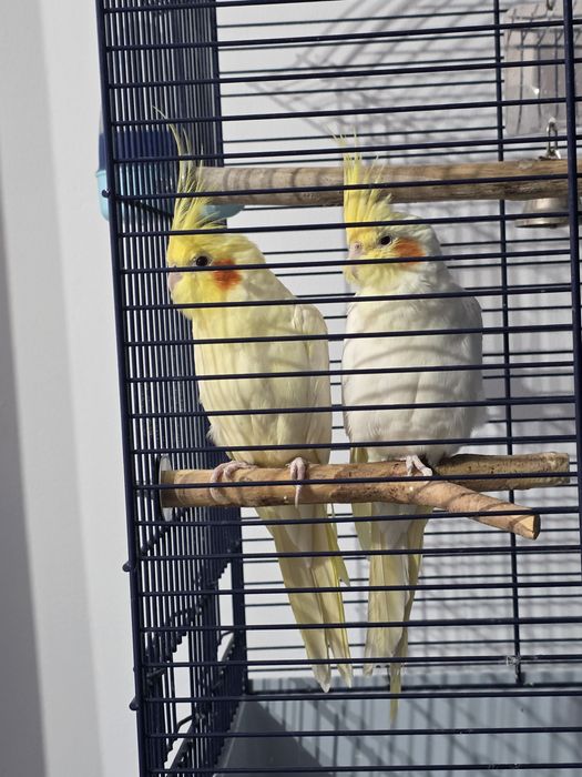 Papagali pereche Nimfe