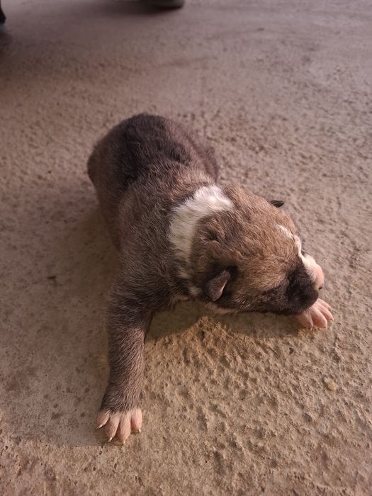 donez 5 căței gratis