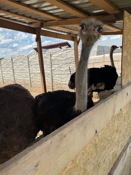 VAND  urgent 6 struti 3 femele ouatoare  -3 masculi