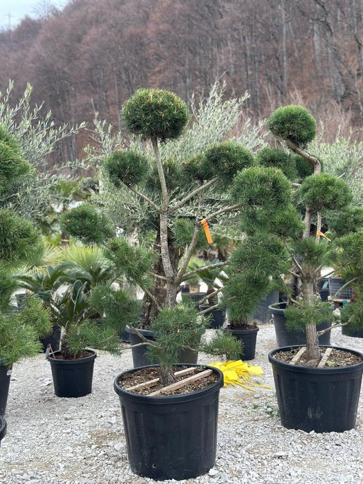 Leylandii Chiparos- Decor de vis , si gard viu