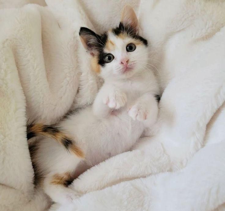 Трехцветные котята