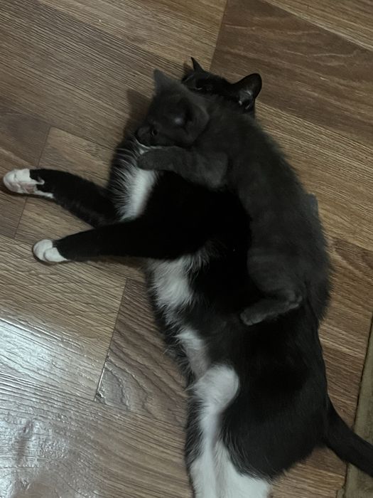 Отдам котенка. Мальчик. 2 месяца