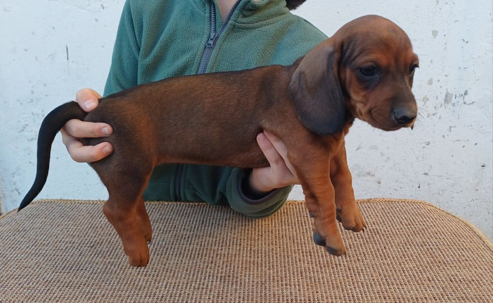 Femela teckel standard par scurt