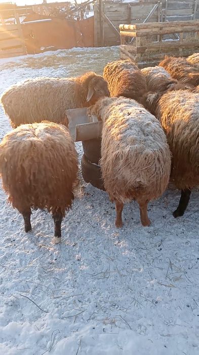 Продам костратов с откорма