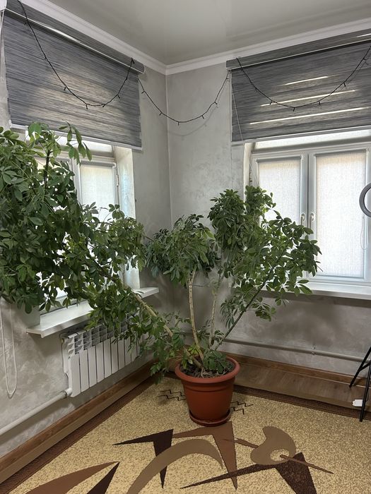 Высокий зеленый яркий цветок