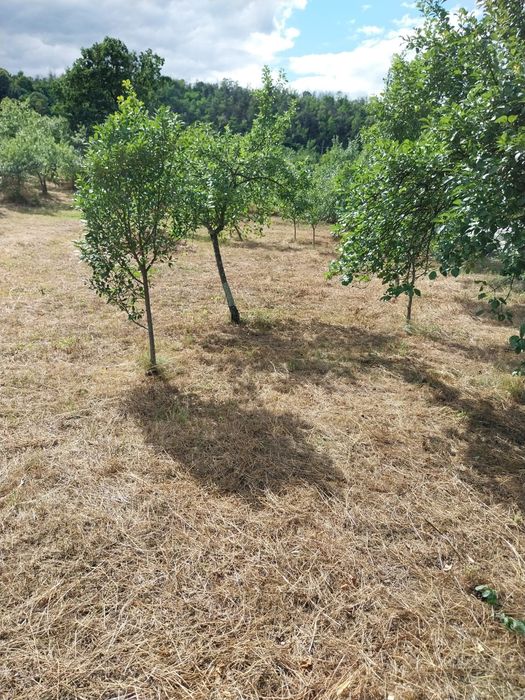 Intravilan Milcoiu jud Vâlcea