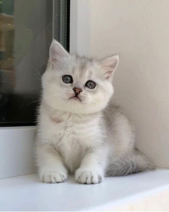 Прекрасные Котята Шиншилла!