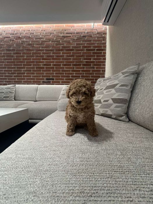 Той пудел -  тий къп