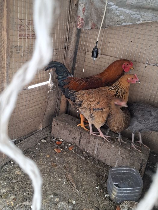 Продам домашних петухов