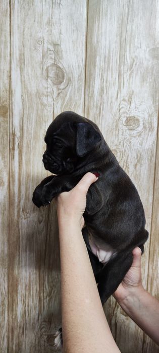 Щенки ПитБокса///