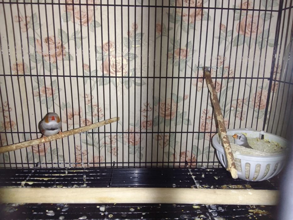 Продам амадин пару