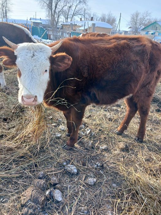 Продам крупно-рогатый скот 500.000 тенге