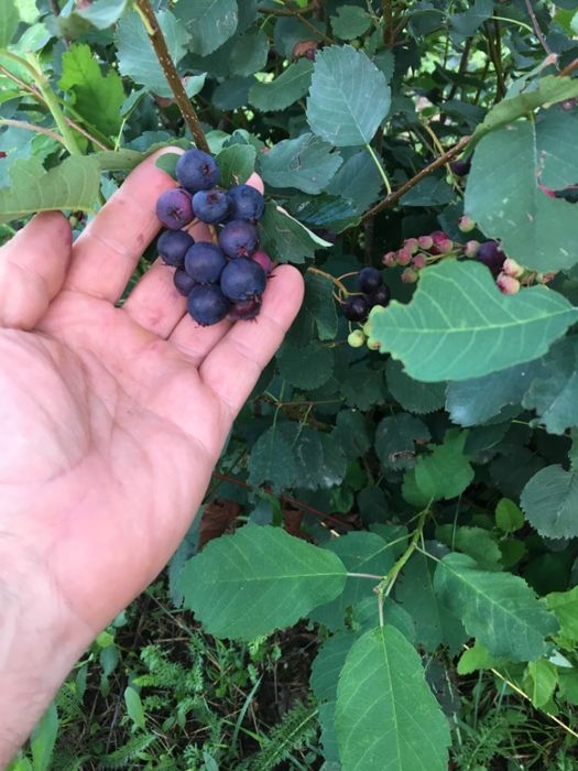 Butasi afin canadian Saskatoon, lavanda.
