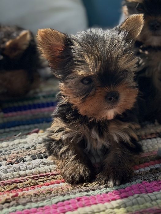 Йоркширски териер / Yorkshire Terrier