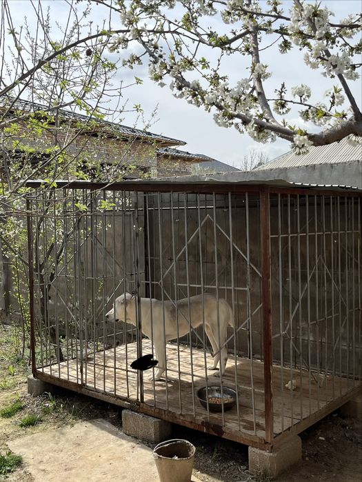 Ит сатылады түсі ақ