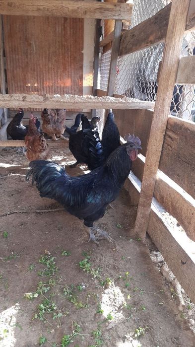 Xo‘roz sotiladi 250000