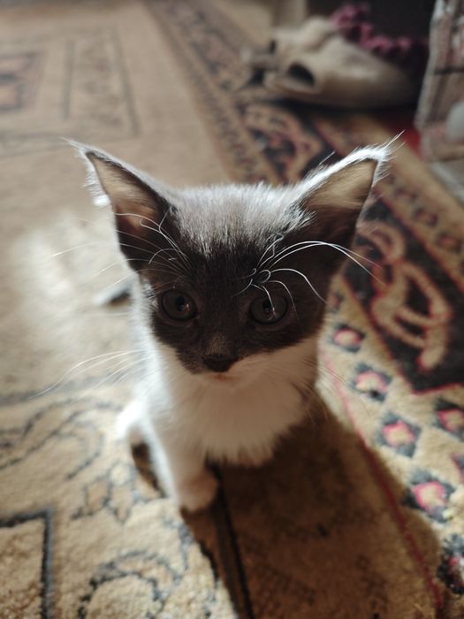 Продаётся котята