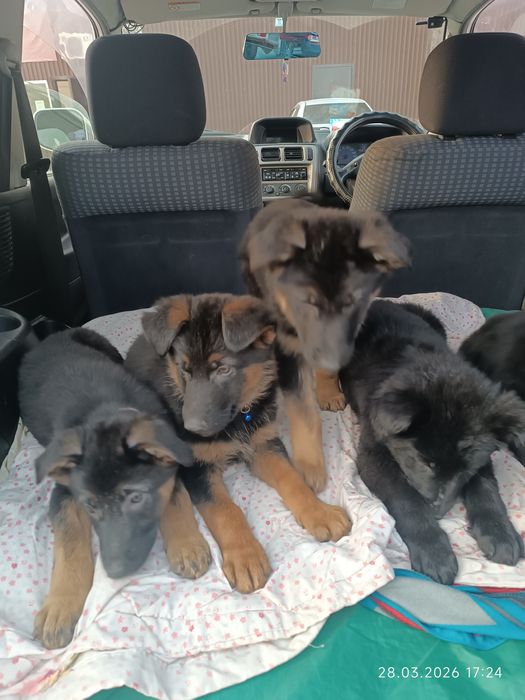 Немецкая овчарка щенки