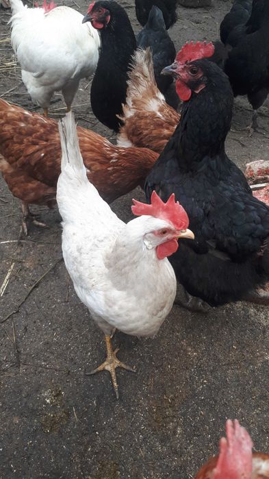 Ouo de incubat leghorn 5 lei buc