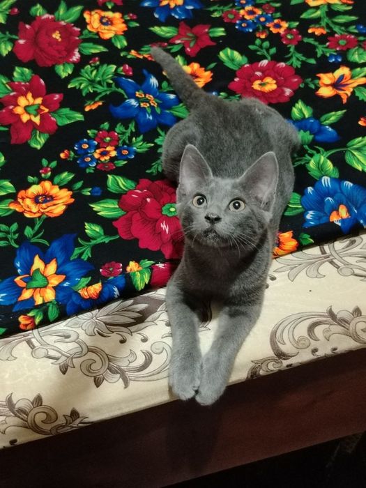 Russian blue mushugi