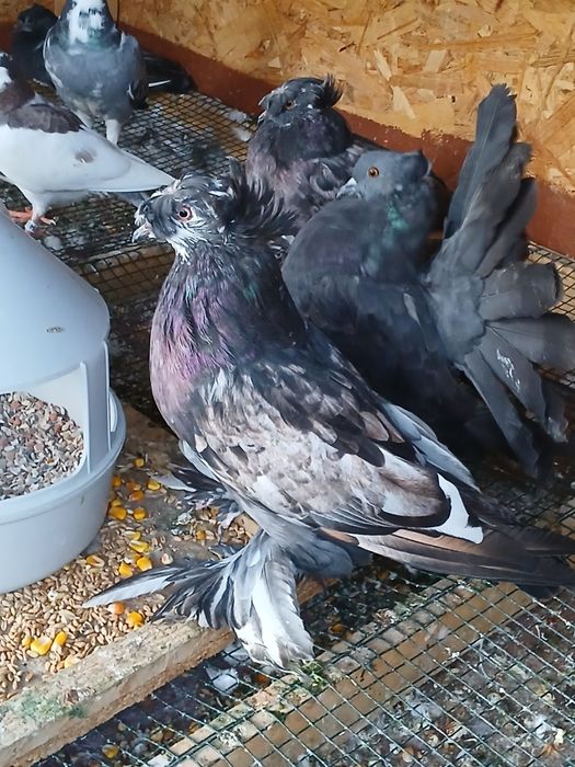 Porumbei tobosari germani