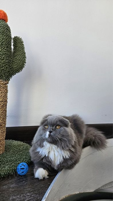 Motan Scottish Fold Long Hair