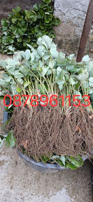 Разсад Ягоди И малини